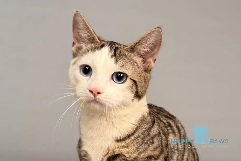 Nemoir Munchkin male black spotted tabby bicolour live animals