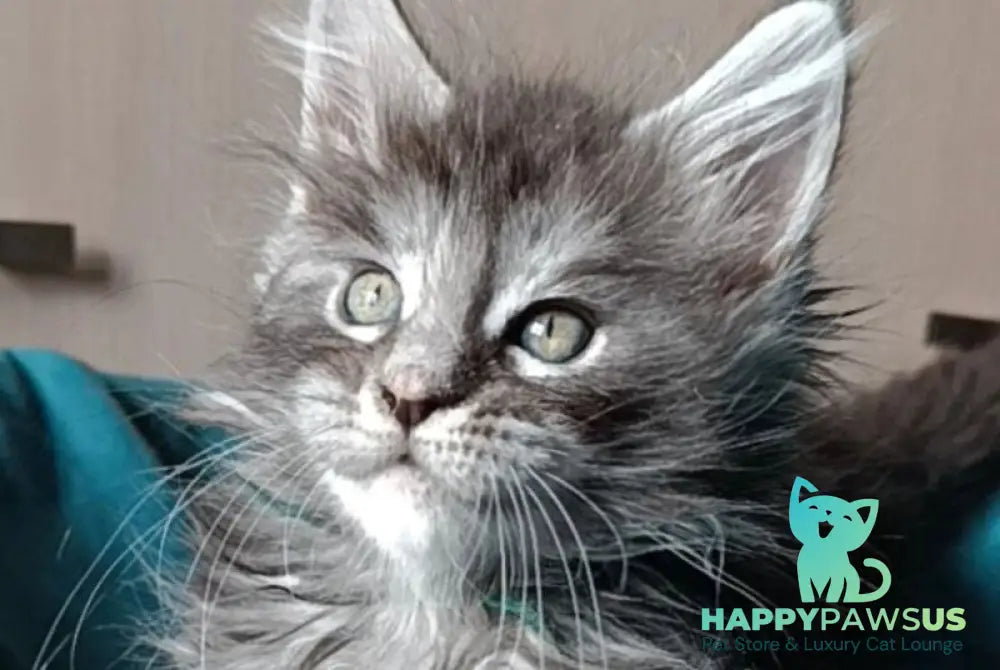 Nensi Maine Coon female black tortie silver tabby live animals
