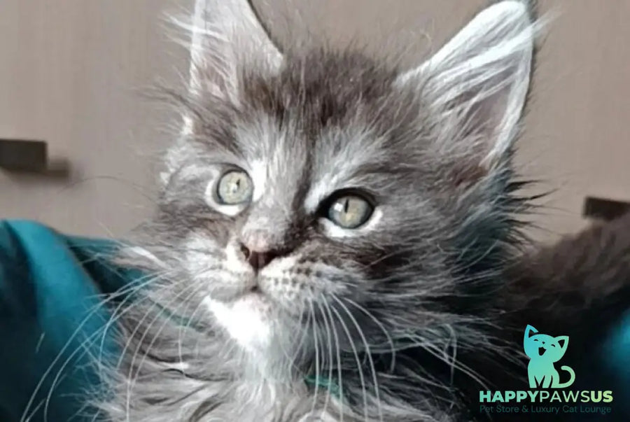 Nensi Maine Coon female black tortie silver tabby live animals