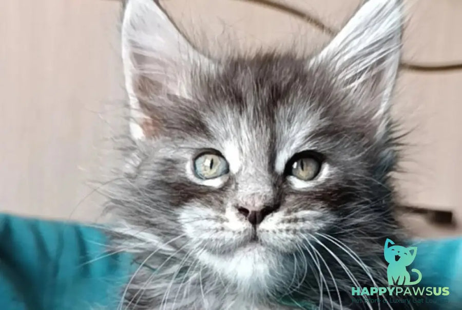 Nensi Maine Coon female black tortie silver tabby live animals