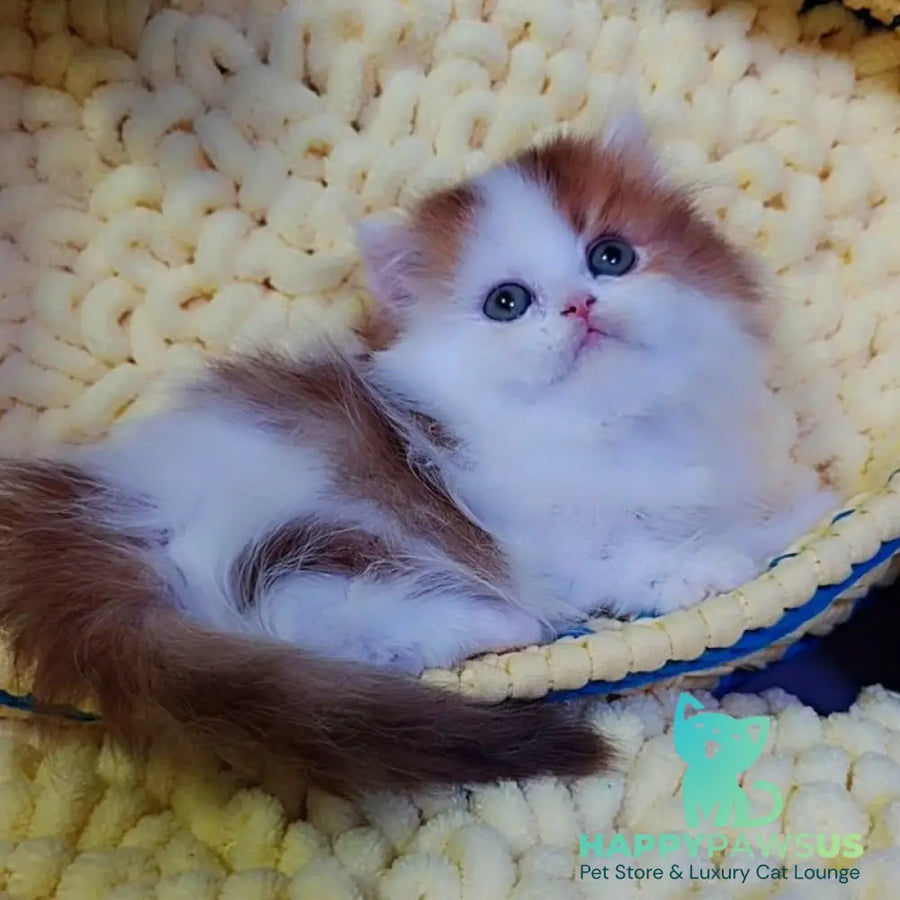Neo British Longhair male chocolate golden bicolour - live animals