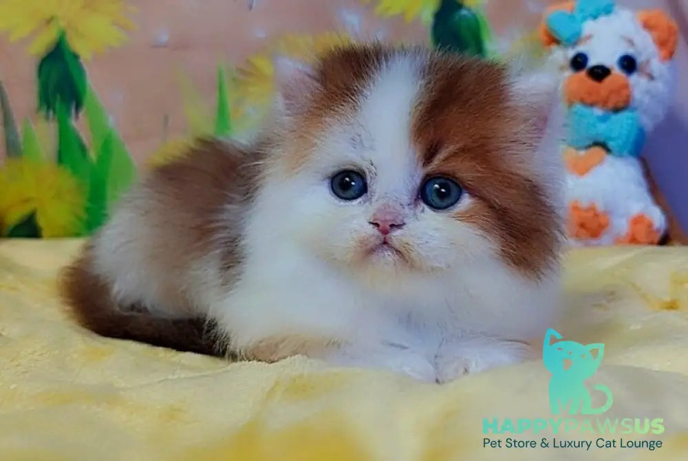 Neo British Longhair male chocolate golden bicolour - live animals