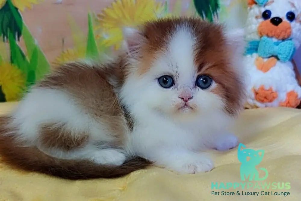 Neo British Longhair male chocolate golden bicolour - live animals