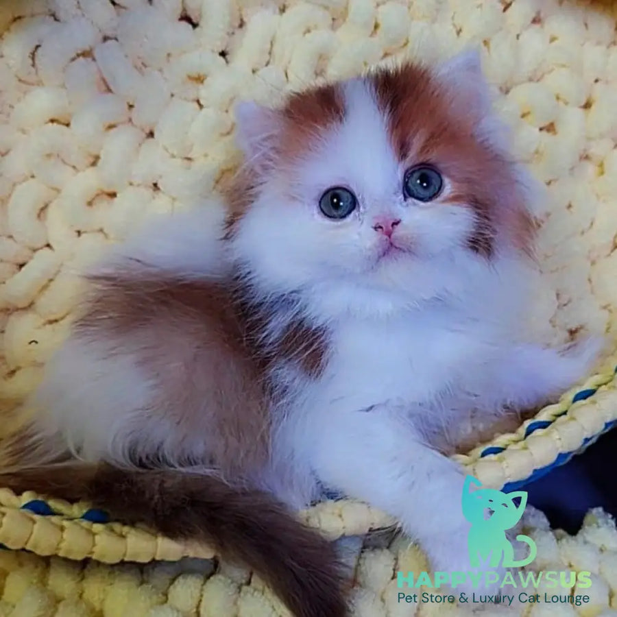 Neo British Longhair male chocolate golden bicolour - live animals