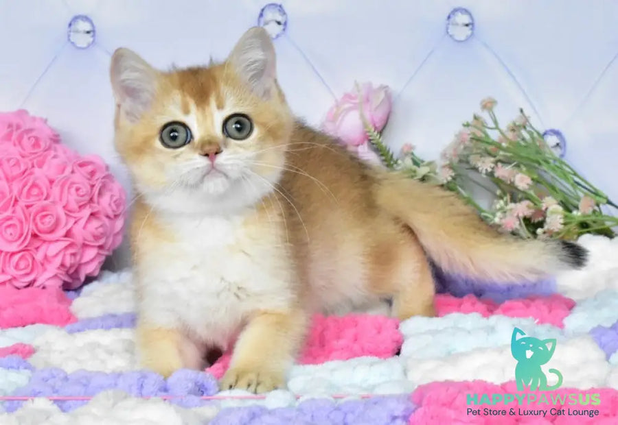 Neo British Shorthair male black golden shaded - live animals