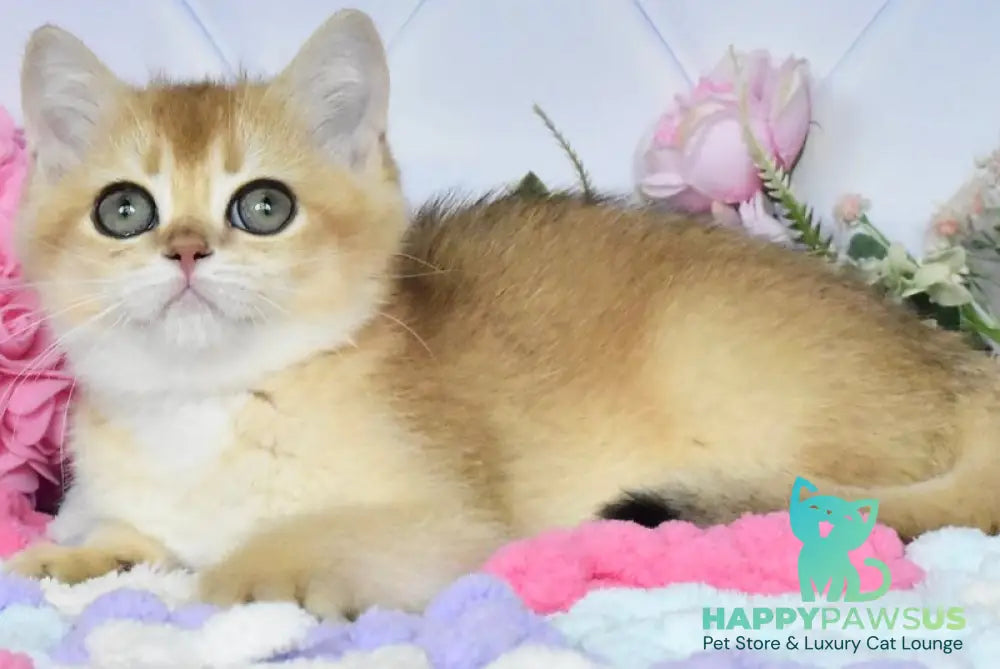 Neo British Shorthair male black golden shaded - live animals
