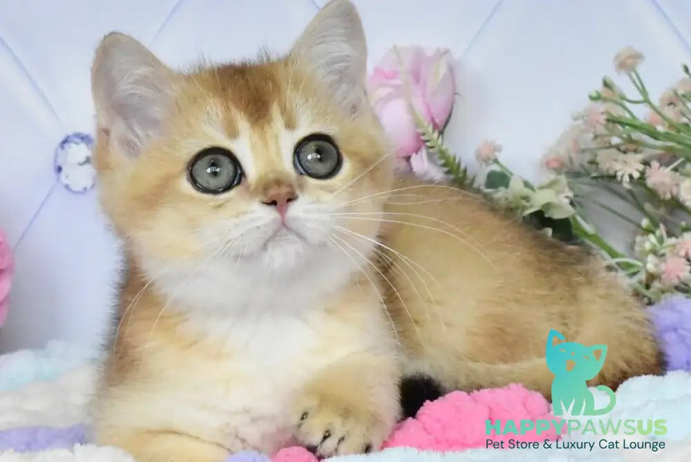 Neo British Shorthair male black golden shaded - live animals