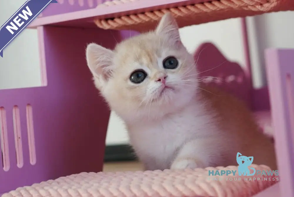 Neo British Shorthair male blue golden chinchilla live animals