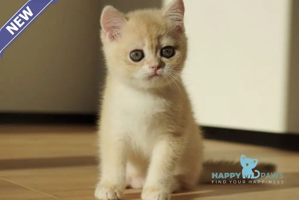 Neo British Shorthair male blue golden chinchilla live animals