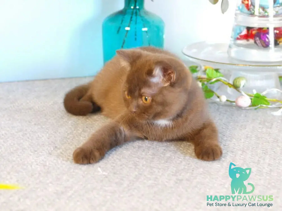 Neo British Shorthair male chocolate - live animals