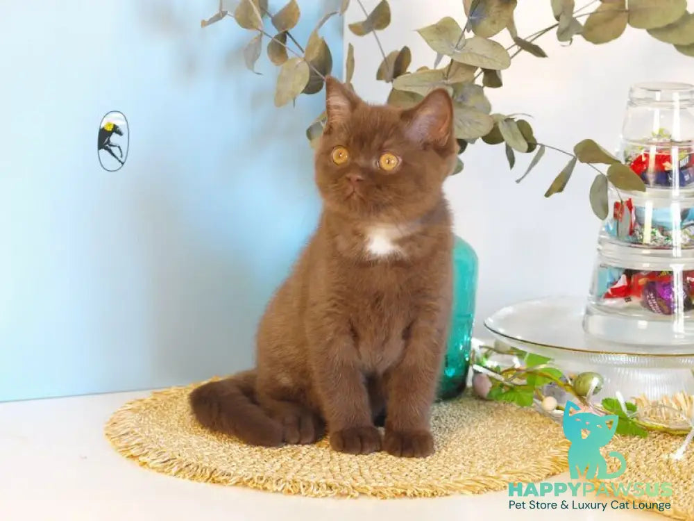 Neo British Shorthair male chocolate - live animals