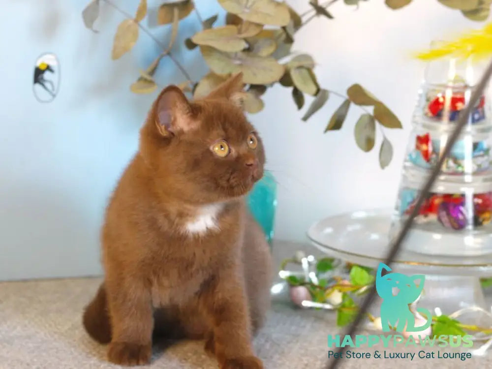 Neo British Shorthair male chocolate - live animals