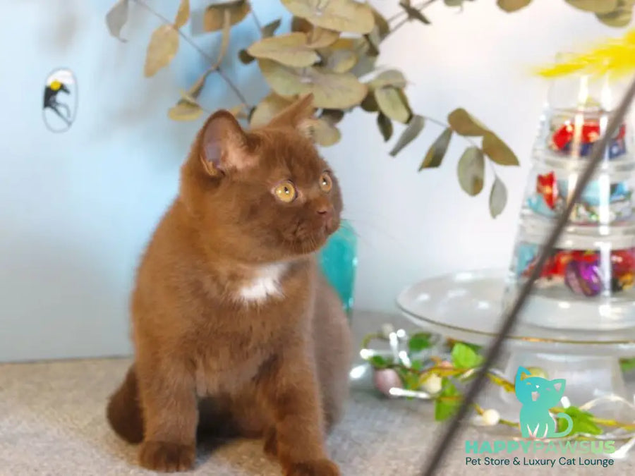 Neo British Shorthair male chocolate - live animals