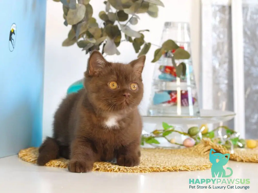 Neo British Shorthair male chocolate - live animals