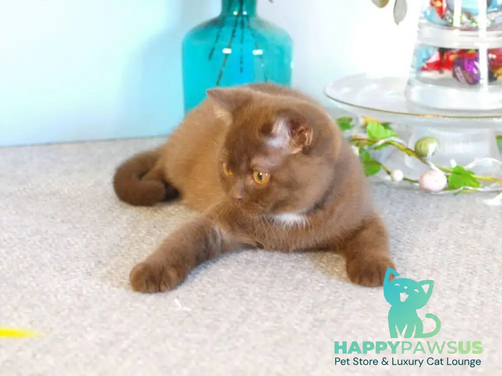 Neo British Shorthair male chocolate - live animals
