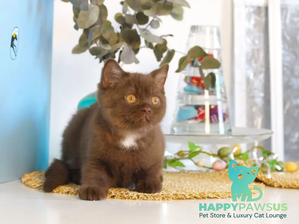 Neo British Shorthair male chocolate - live animals