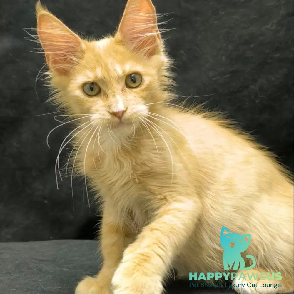 Neo Maine Coon male cream silver - live animals