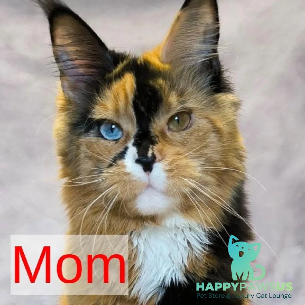 Neo Maine Coon male cream silver - live animals