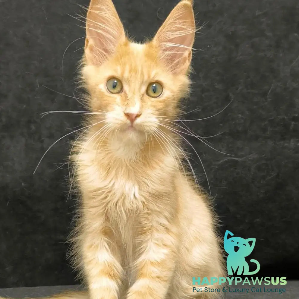 Neo Maine Coon male cream silver - live animals