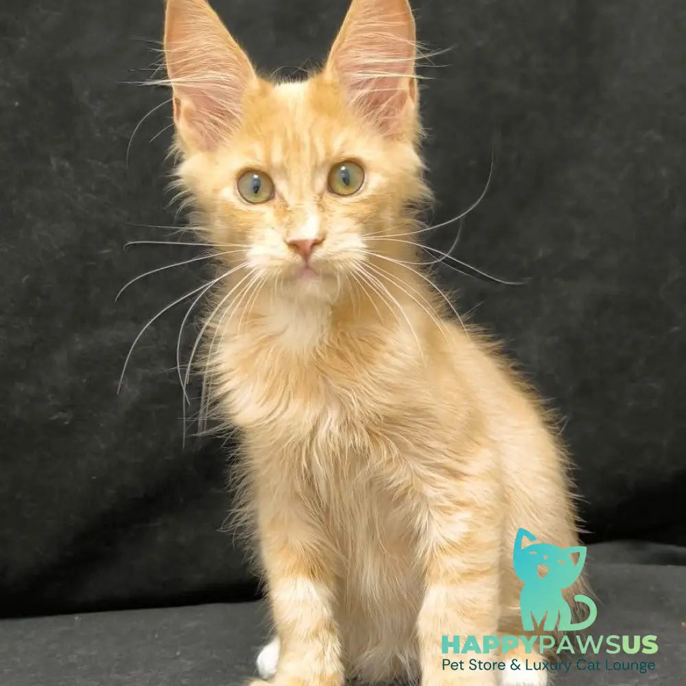 Neo Maine Coon male cream silver - live animals