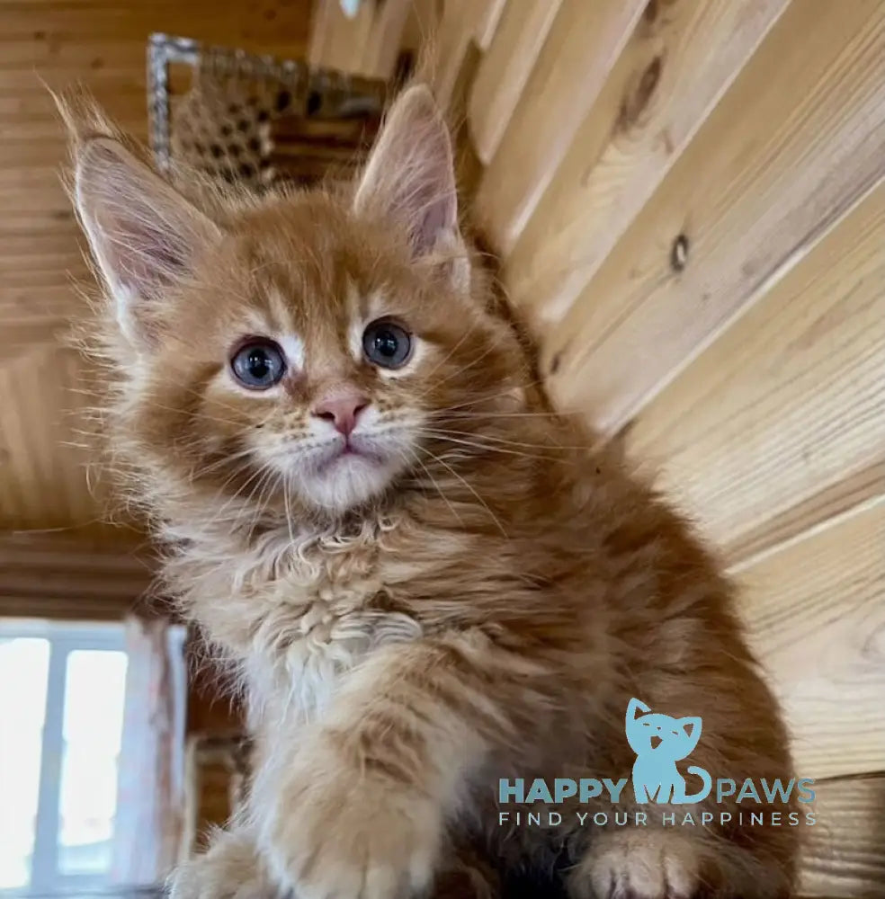 Neo Maine Coon male red tabby live animals