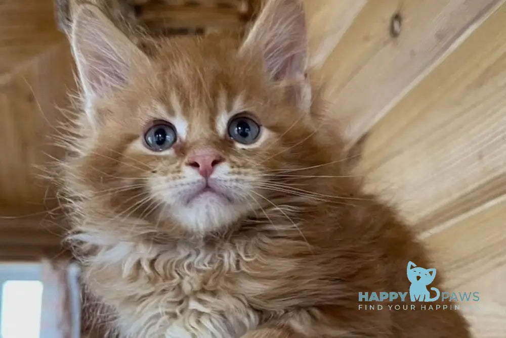 Neo Maine Coon male red tabby live animals