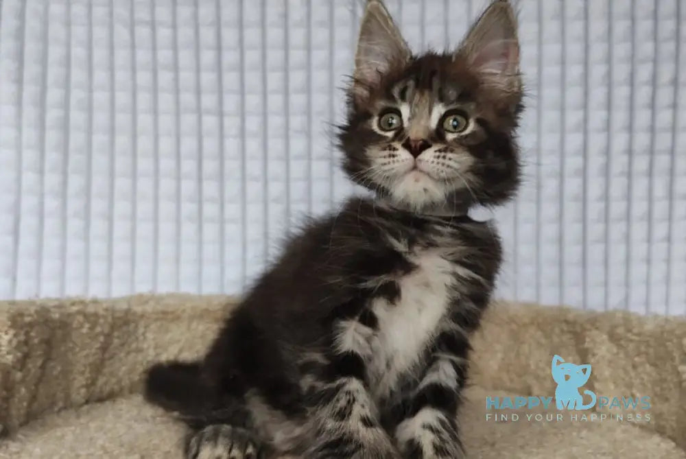 Neo Maine Coon polydactyl male black tabby live animals