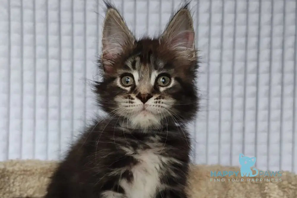 Neo Maine Coon polydactyl male black tabby live animals