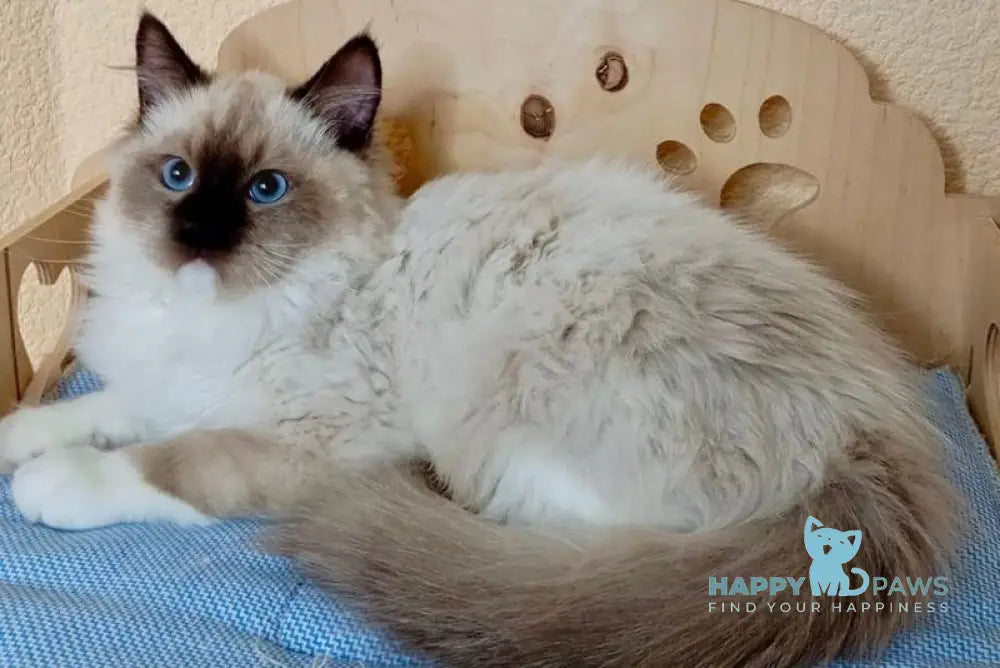 Neo Ragdoll male seal mitted live animals