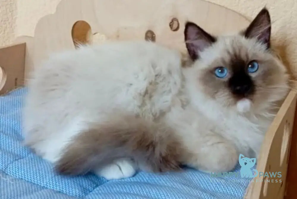 Neo Ragdoll male seal mitted live animals