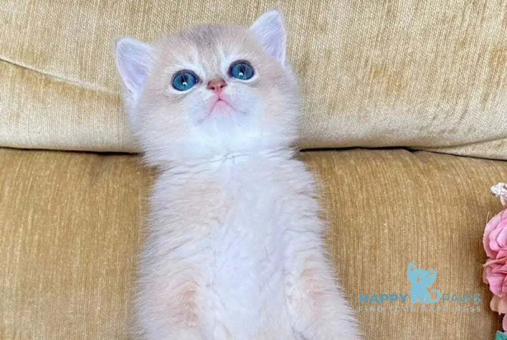 Neon British Shorthair male blue golden shaded live animals