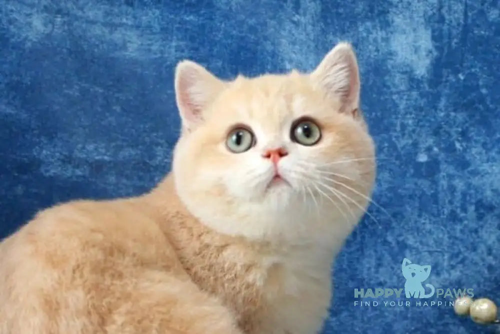 Neon British Shorthair male lilac golden chinchilla live animals