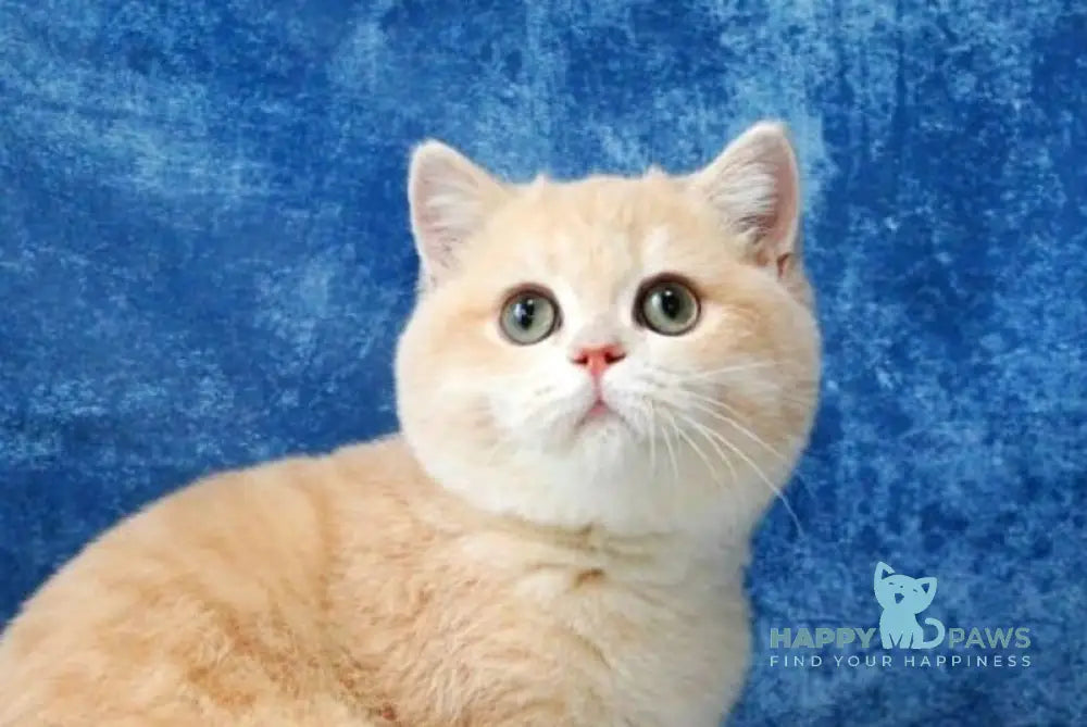 Neon British Shorthair male lilac golden chinchilla live animals