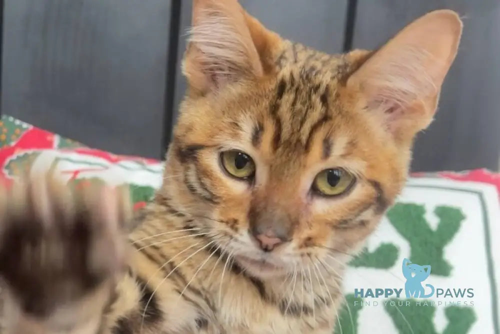 Neptune Toyger male brown tabby live animals