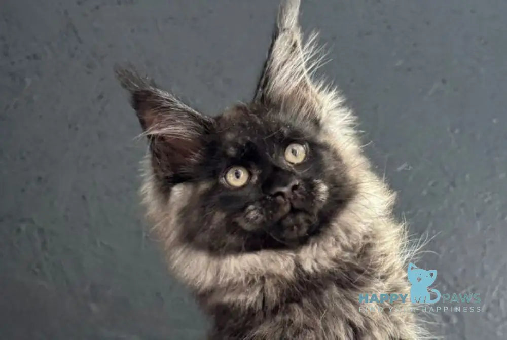 Nerik Maine Coon male black silver live animals