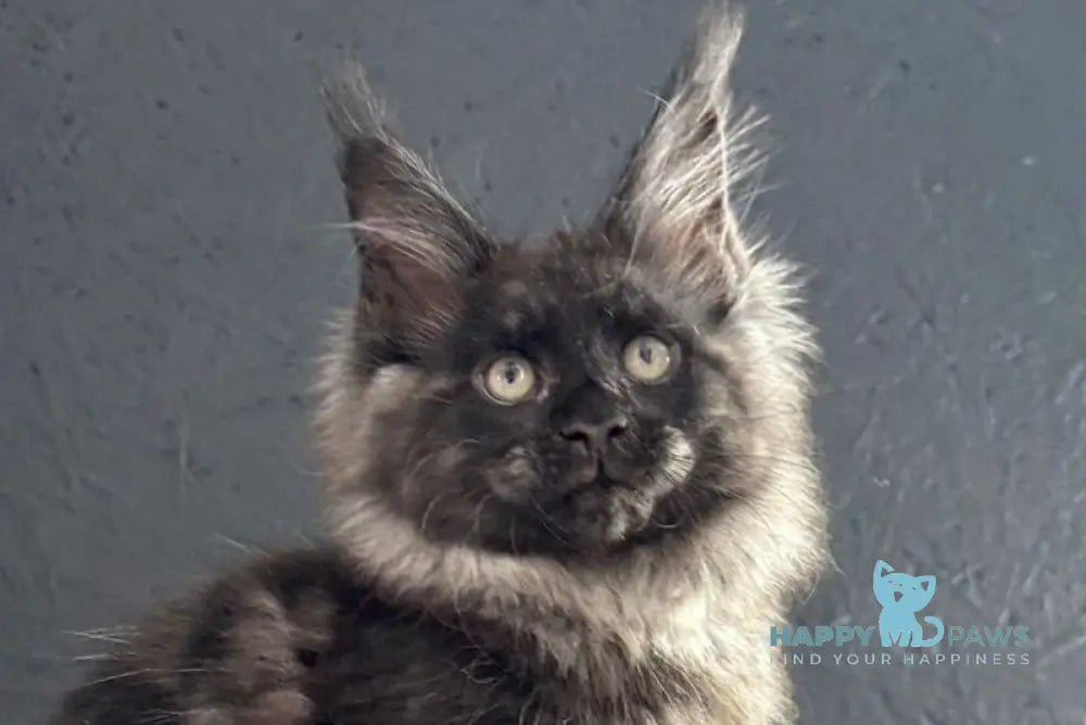 Nerik Maine Coon male black silver live animals