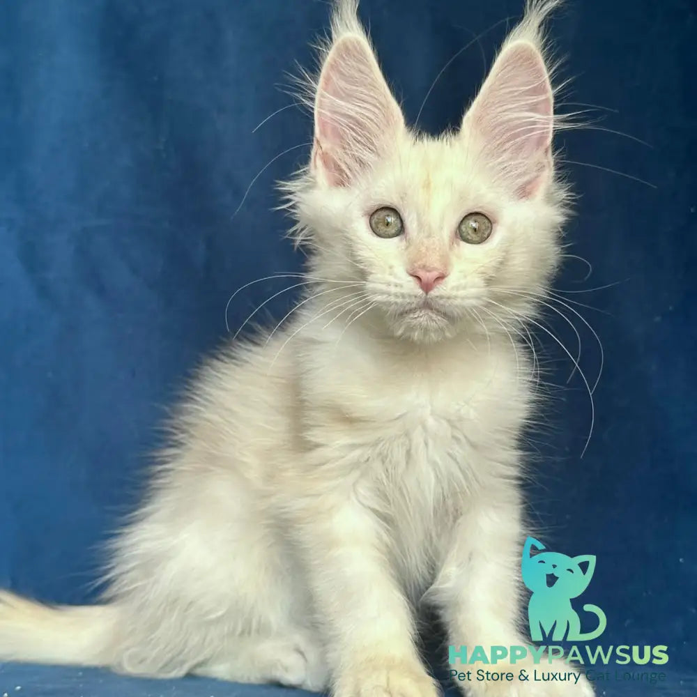 Nessi Maine Coon female red silver shaded - live animals