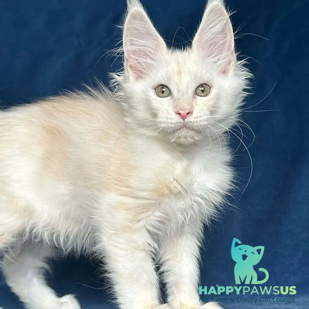 Nessi Maine Coon female red silver shaded - live animals