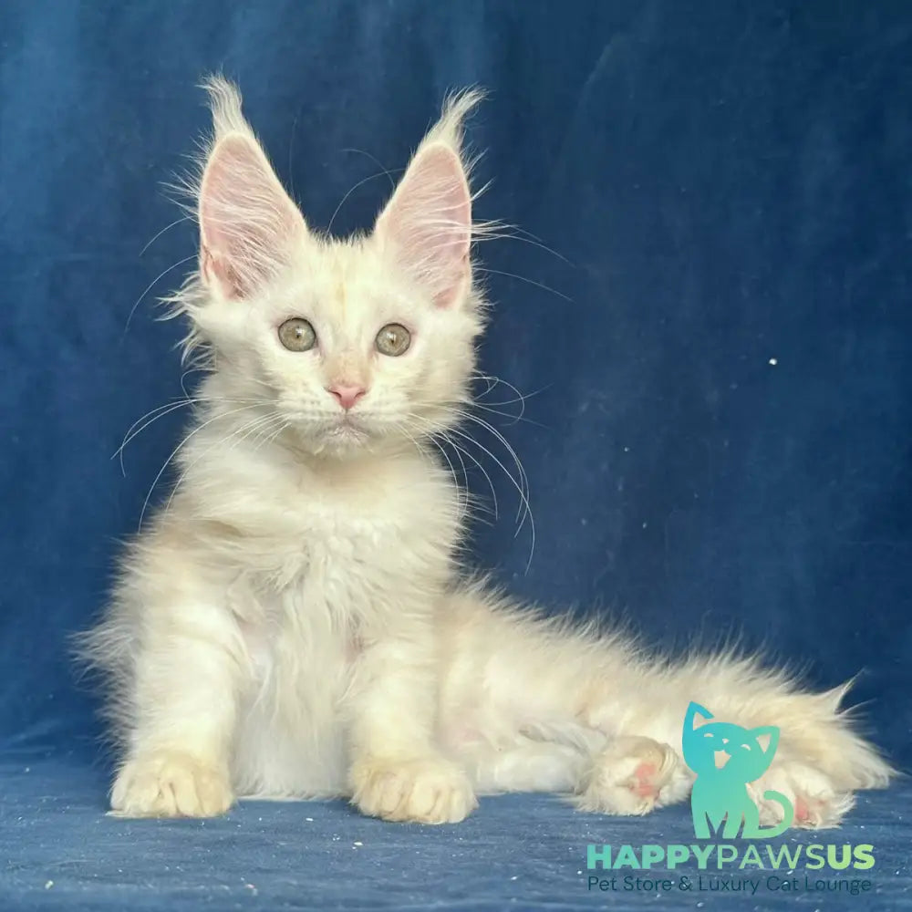 Nessi Maine Coon female red silver shaded - live animals