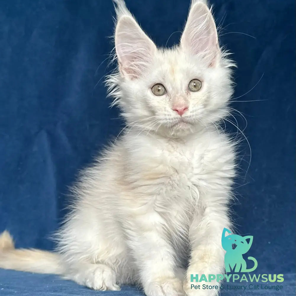 Nessi Maine Coon female red silver shaded - live animals