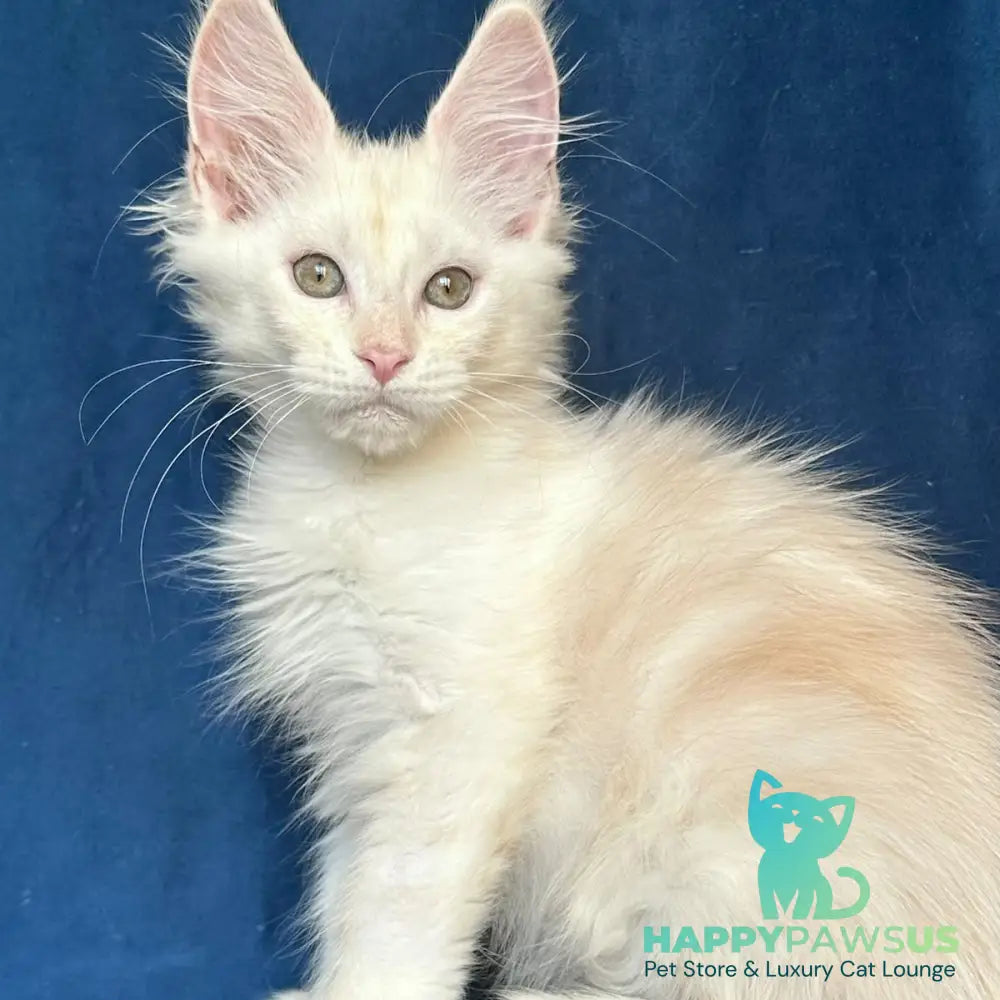 Nessi Maine Coon female red silver shaded - live animals