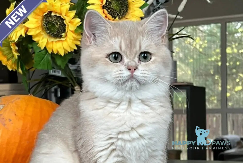 Nessi Scottish Straight female lilac golden shaded live animals