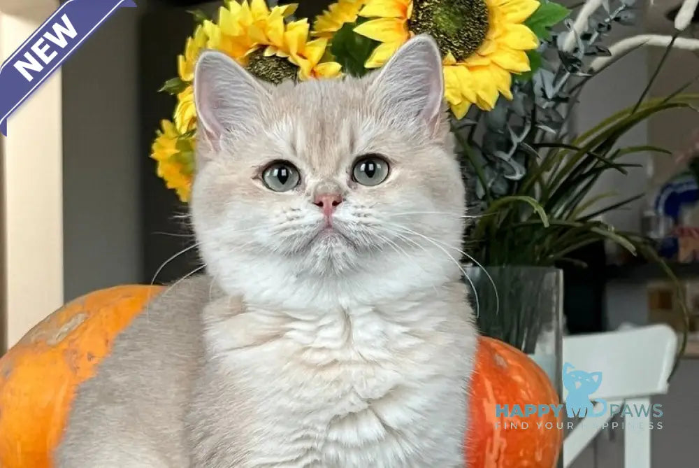 Nessi Scottish Straight female lilac golden shaded live animals