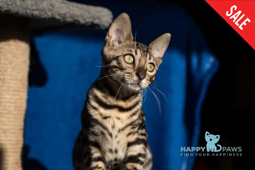 Nessie Bengal female black spotted tabby live animals