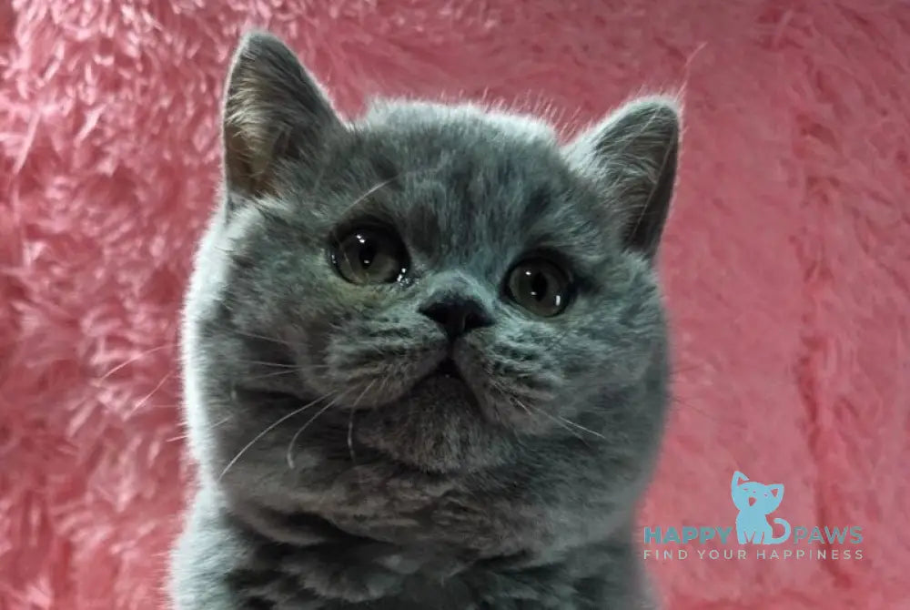 Nessie British Shorthair female blue live animals