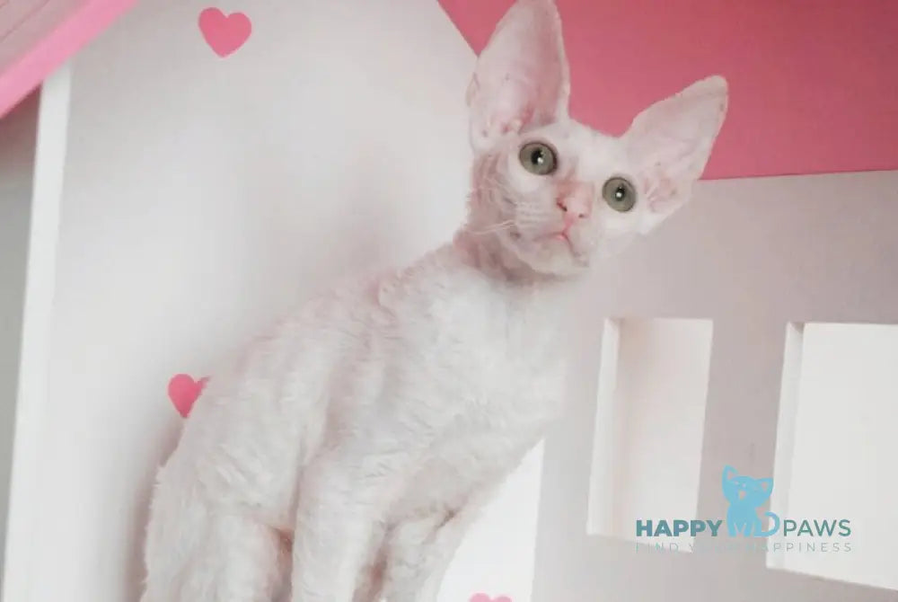 Nest Cornish Rex male white live animals