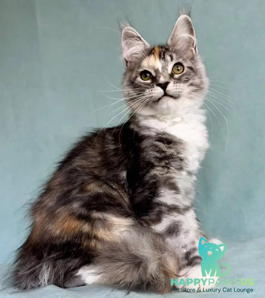 Nestle Maine Coon female black tortie silver tabby with white - live animals