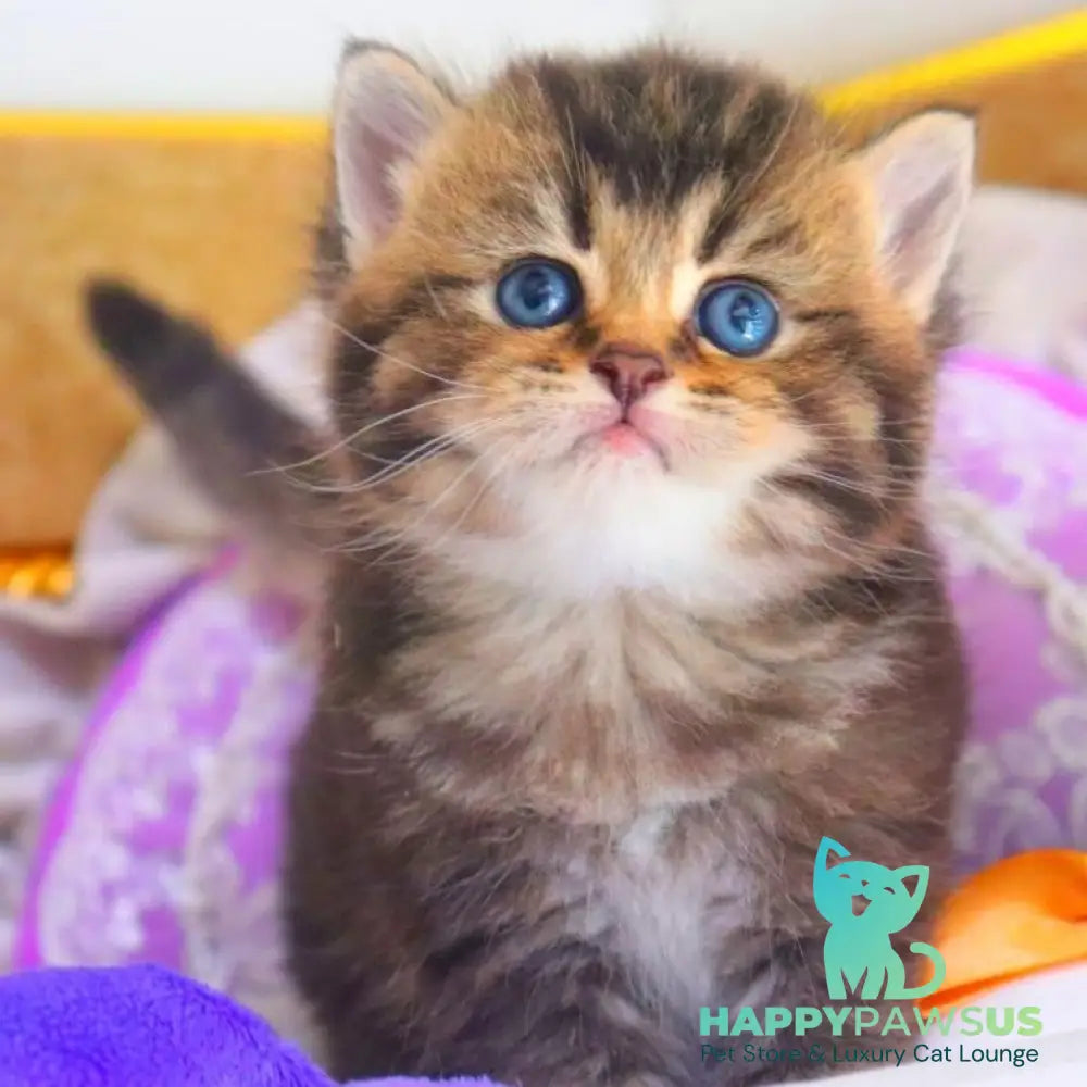 Nestor British Shorthair male black ticked tabby - live animals