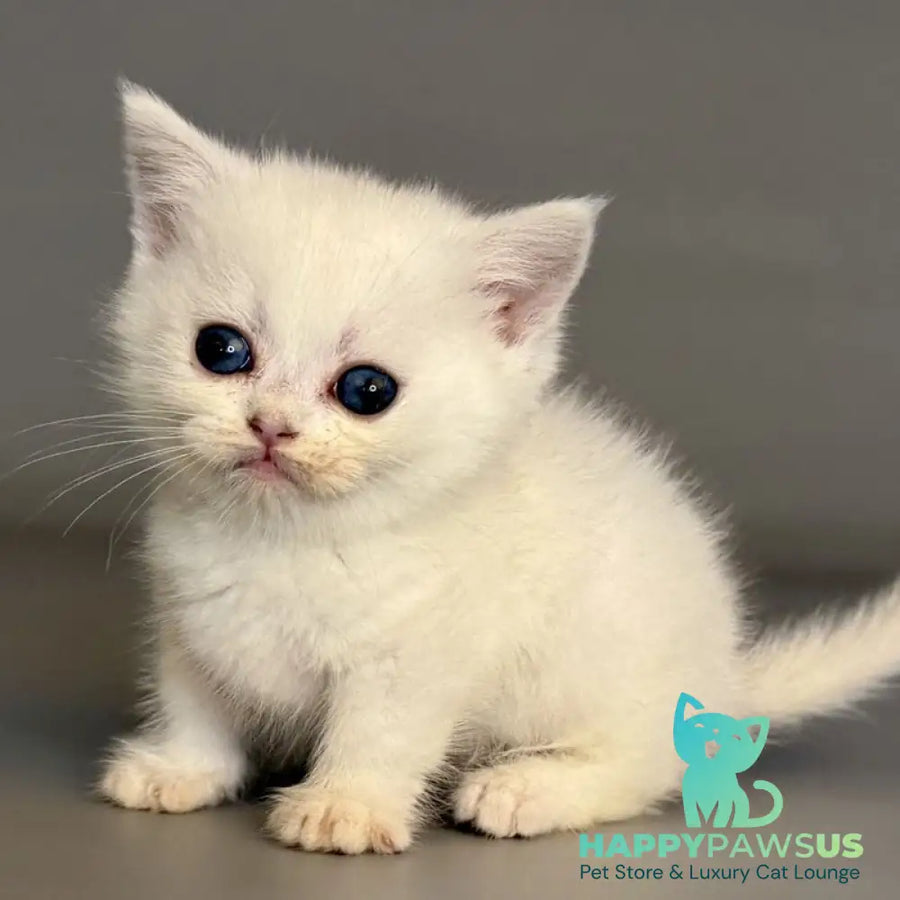Nestor Munchkin male black silver shaded pointed - live animals