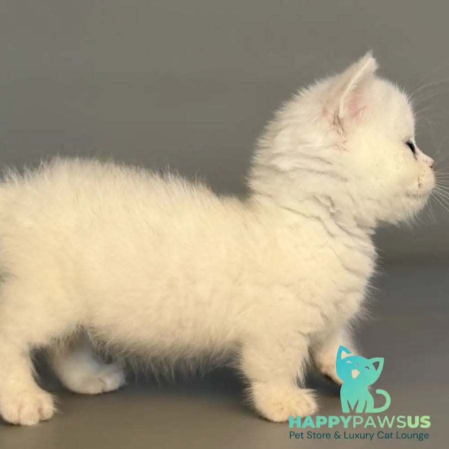Nestor Munchkin male black silver shaded pointed - live animals